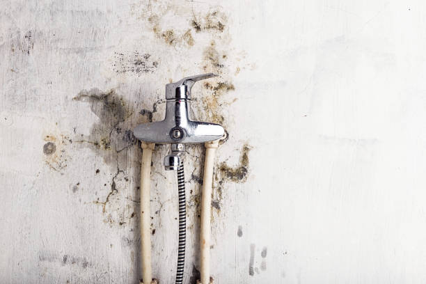 Reliable St Johns, AZ Mold Removal Solutions