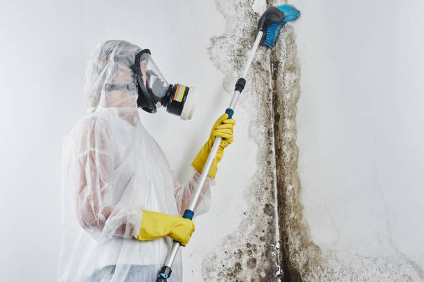 Best Local Mold Removal Service  in St Johns, AZ