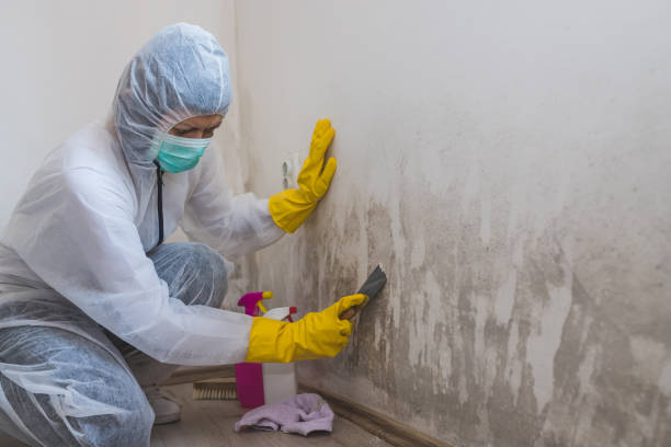 Best Attic Mold Removal  in St Johns, AZ