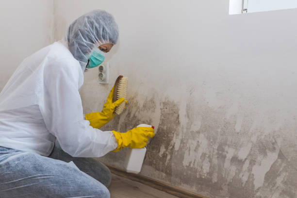 Best Commercial Mold Removal  in St Johns, AZ