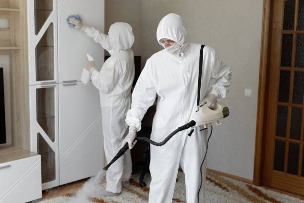 Best Mold Damage Repair  in St Johns, AZ