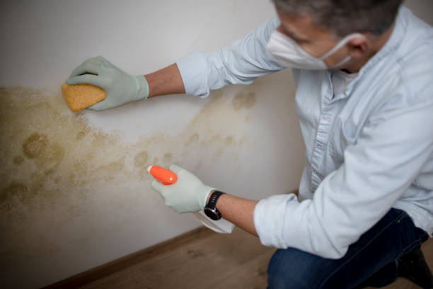 Office Mold Removal Services in St Johns, AZ