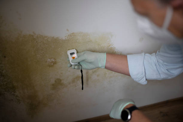 Best Certified Mold Removal  in St Johns, AZ