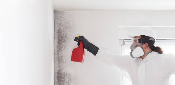 Best Affordable Mold Removal  in St Johns, AZ