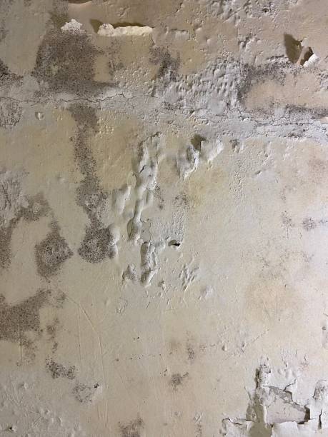 Best Mold Testing and Removal  in St Johns, AZ