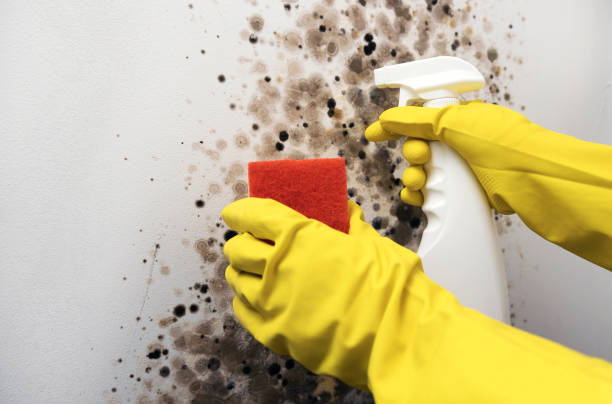 Best Mold Removal Company Near Me  in St Johns, AZ