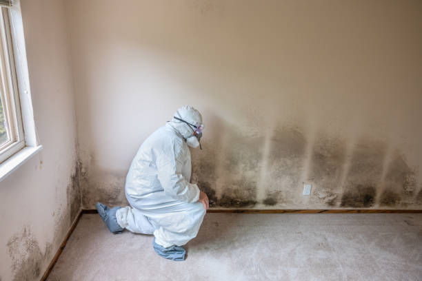 Best Certified Mold Removal  in St Johns, AZ
