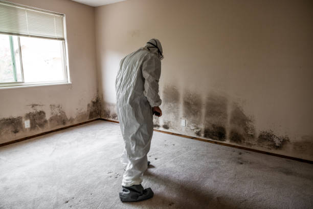 Best Fast Mold Removal  in St Johns, AZ