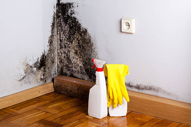 Best Water Damage Restoration  in St Johns, AZ