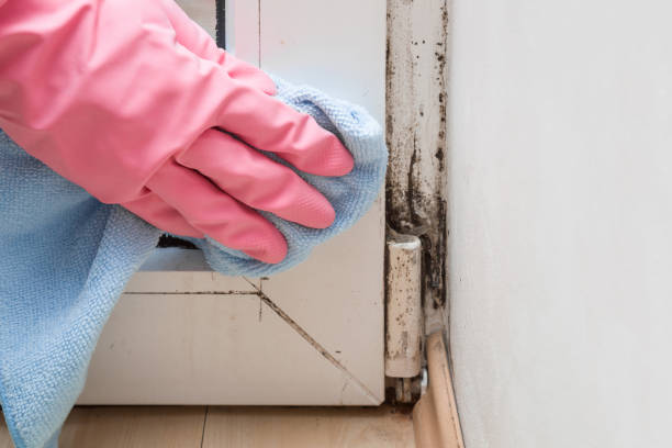 Best Commercial Mold Removal  in St Johns, AZ