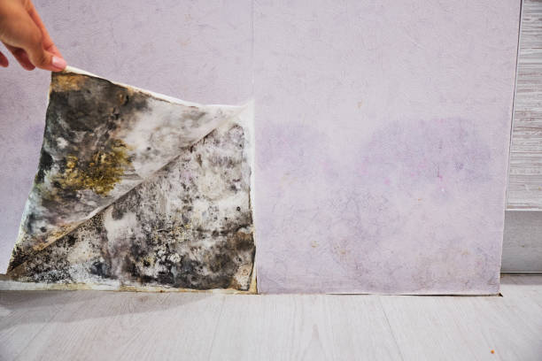 Mold Removal and Inspection in St Johns, AZ